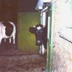 Buwalda in de stal.1